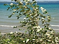 Western Michigan [2010] 569